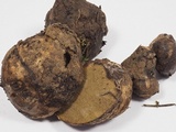 Rhizopogon parksii image