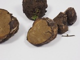 Rhizopogon parksii image