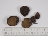 Rhizopogon parksii image