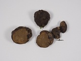 Rhizopogon parksii image