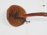 Phaeocollybia fallax image