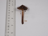 Phaeocollybia fallax image