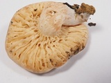 Lactarius desjardinii image