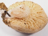 Lactarius desjardinii image