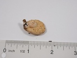 Lactarius desjardinii image