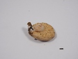 Lactarius desjardinii image
