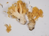 Ramaria gelatinosa image