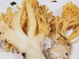 Ramaria gelatinosa image