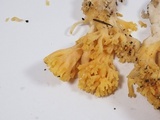 Ramaria gelatinosa image