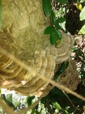 Trametes villosa image