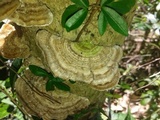 Trametes villosa image