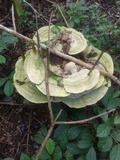 Trametes pavonia image