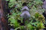 Mycena pseudocorticola image