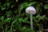 Pluteus hispidulus image