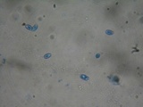Lepista irina image