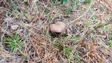 Imleria badia image