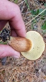 Imleria badia image