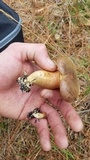 Imleria badia image