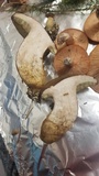 Imleria badia image