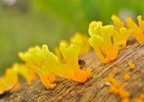 Dacryopinax spathularia image