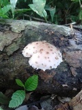 Oudemansiella canarii image