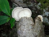 Trametes menziesii image