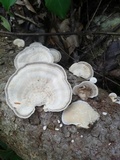 Trametes menziesii image