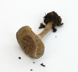 Ampulloclitocybe clavipes image
