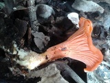 Cantharellus coccolobae image