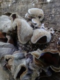 Auricularia nigricans image