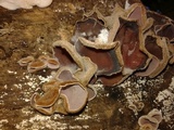 Auricularia nigricans image