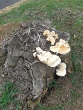 Lentinus scleropus image
