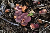Gymnopilus dilepis image