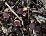 Gymnopilus dilepis image