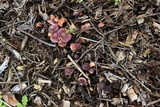 Gymnopilus dilepis image