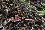 Gymnopilus dilepis image