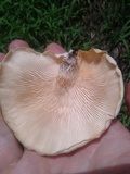 Lentinus scleropus image