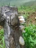 Lentinus scleropus image