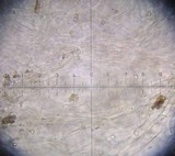 Pluteus exiguus image