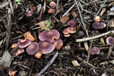 Gymnopilus dilepis image