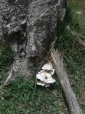 Pleurotus djamor image