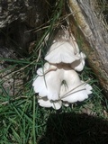 Pleurotus djamor image