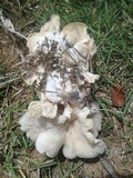 Pleurotus djamor image