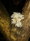 Tremella fuciformis image