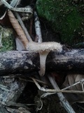 Lentinus crinitus image