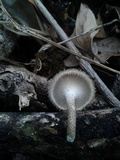 Lentinus crinitus image