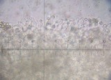 Pluteus exiguus image