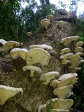 Lentinus sajor-caju image