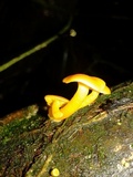 Tricholomopsis aurea image