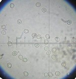 Pluteus exiguus image